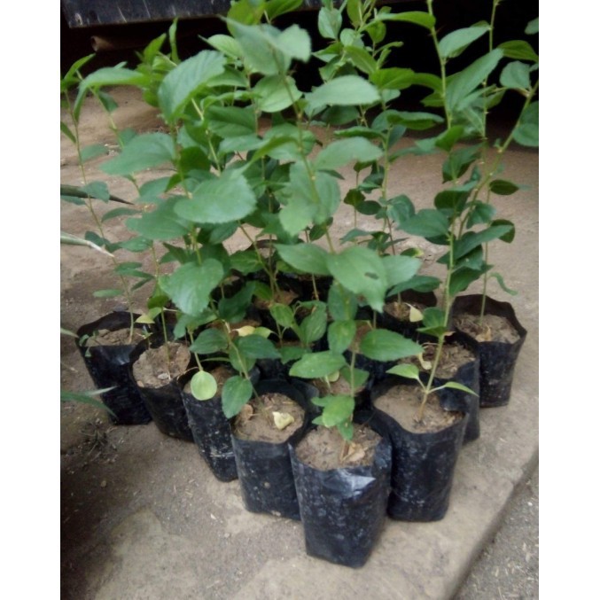 Bibit Bidara Murah  Bibit Bidara Berkualitas 