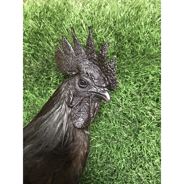 

TELUR AYAM CEMANI || LA FRESSH (GARANSI)