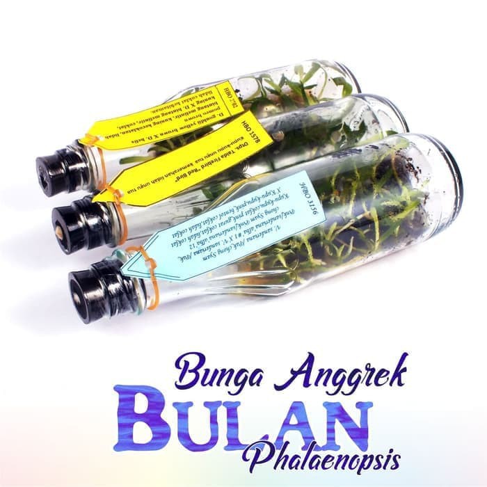Bibit Bunga Anggrek BULAN PHALAENOPSIS