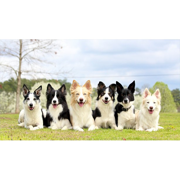 Poster toko hewan Anjing lucu 89x50cm PP325017 Shopee Poster toko hewan Anjing lucu 89x50cm PP325017 Shopee