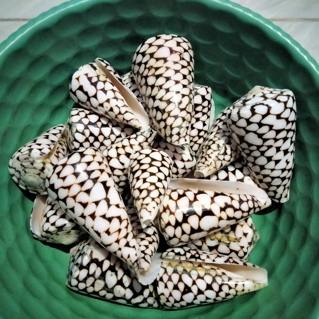 CONUS MARMOREUS