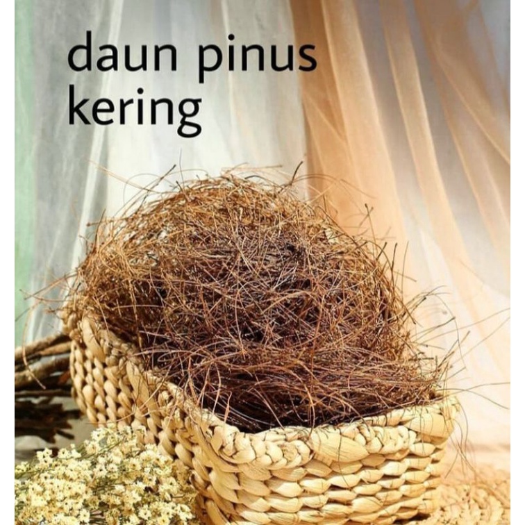 daun pinus kering