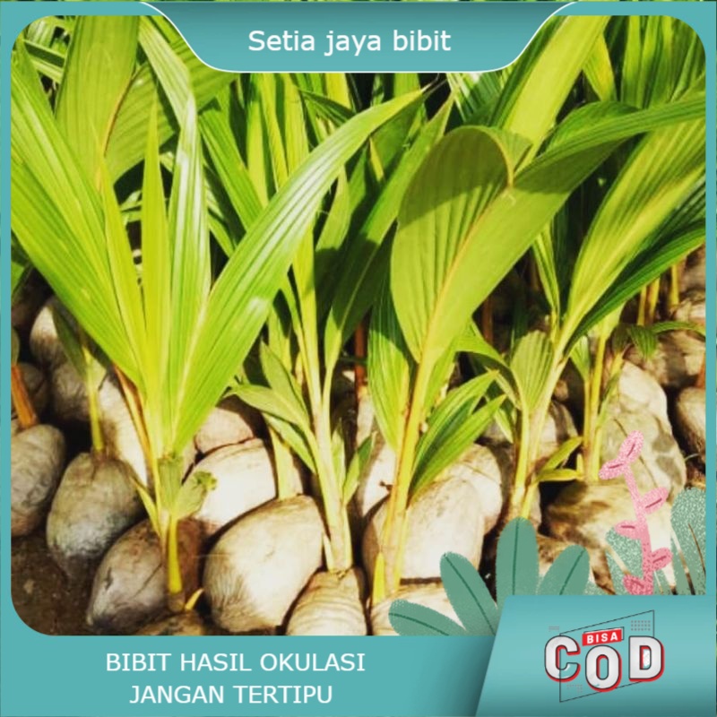 Kelapa Wulung / Kelapa Wulung pink asli