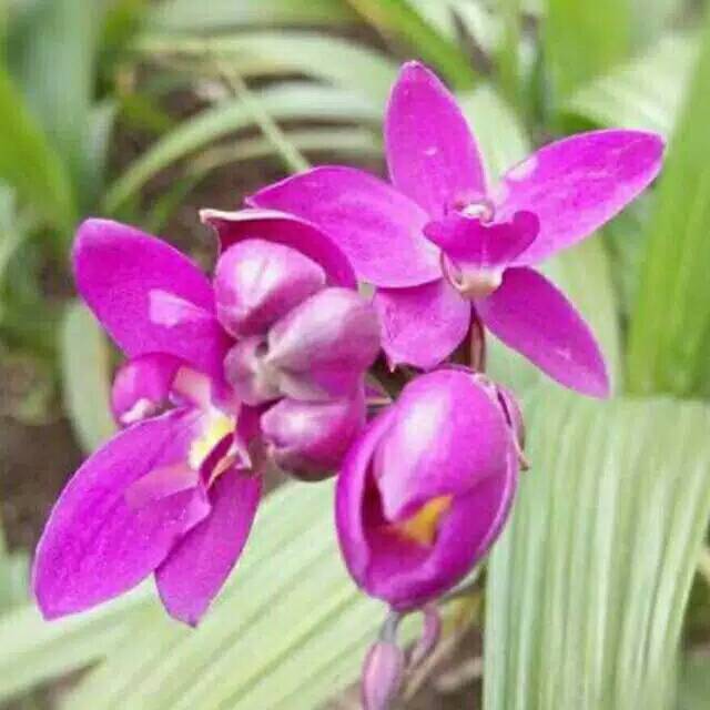 Tanaman hias Anggrek Tanah Ungu Spathologist Plitae Tanaman hias Anggrek Tanah Ungu Spathologist Plitae