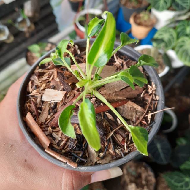 Philodendron Xanadu Mini Variegata