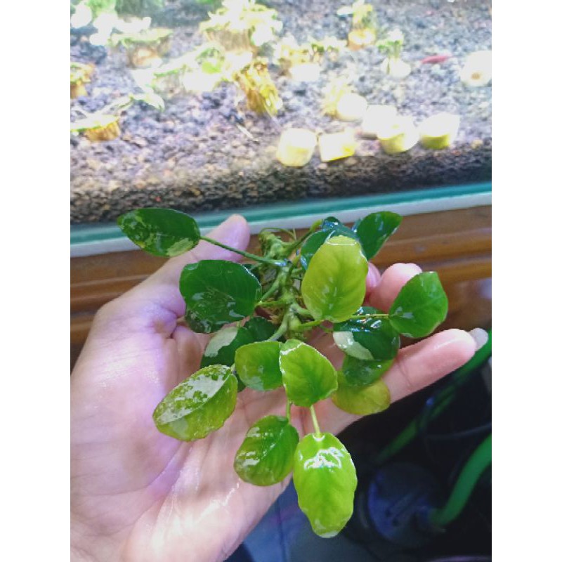 anubias panda
