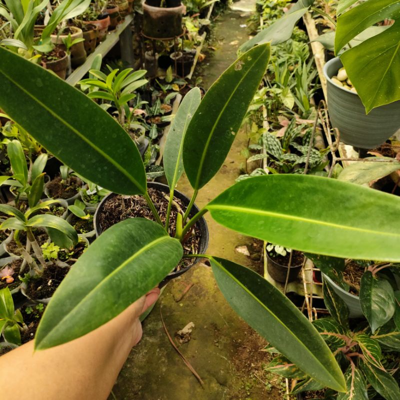 Anthurium golok 2 (Khusus P.Jawa dan Bali)