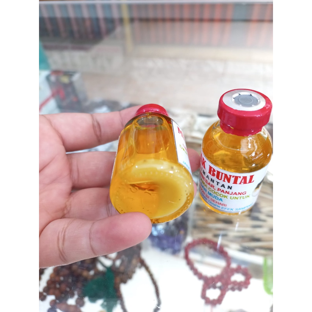 Asli Kalimantan Minyak Buntal