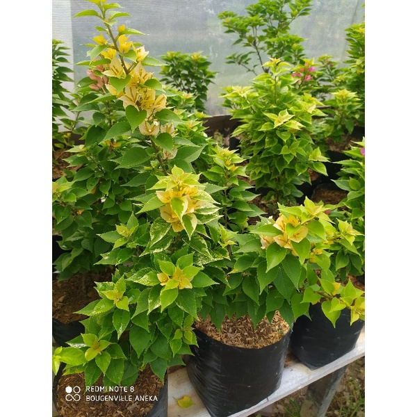 Bibit Bougenville singapore Kuning