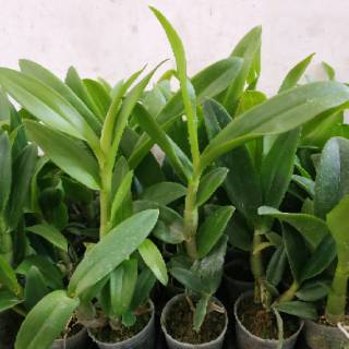 Remaja Anggrek  Dendrobium bangkok  thailand Shopee 