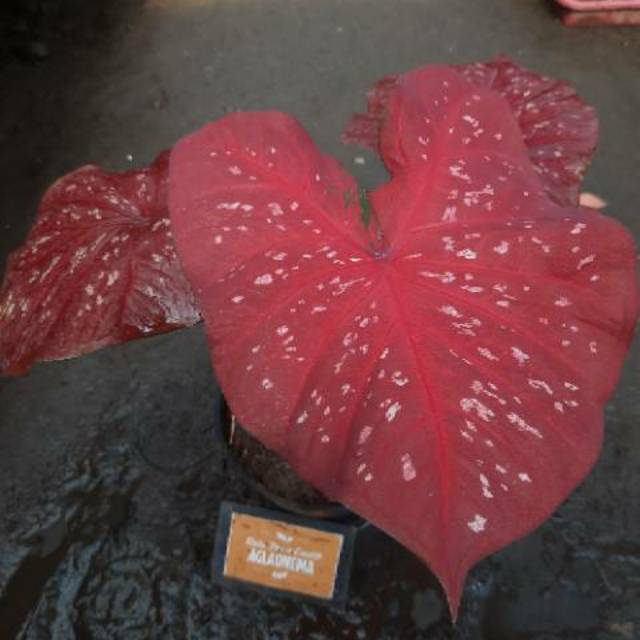 Bibit Caladium Red Guardian Shopee Indonesia