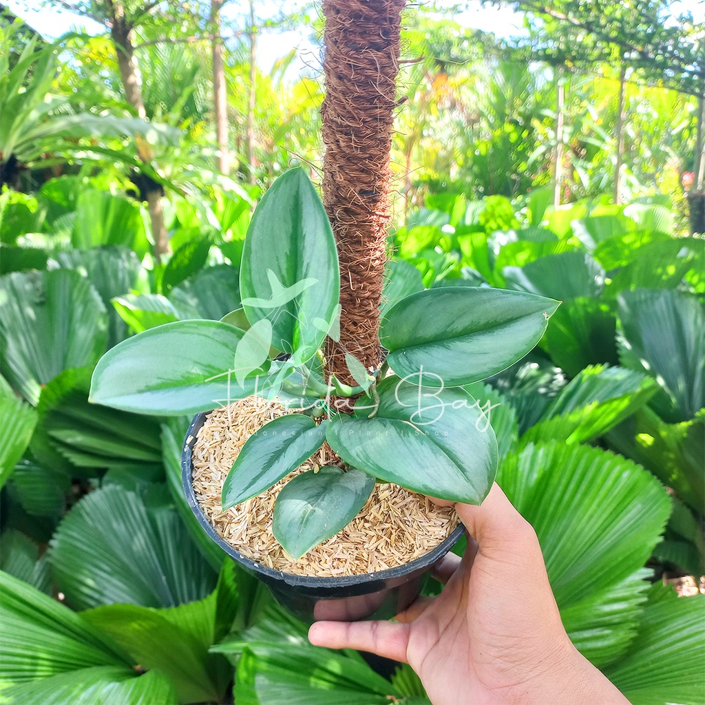 Tanaman Hias Scindapsus Treubii Moonlight - Scindapsus Murah