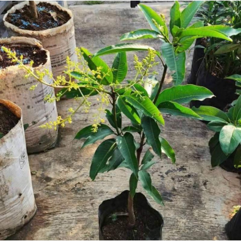 BIBIT MANGGA KIOJAY BERBUNGA