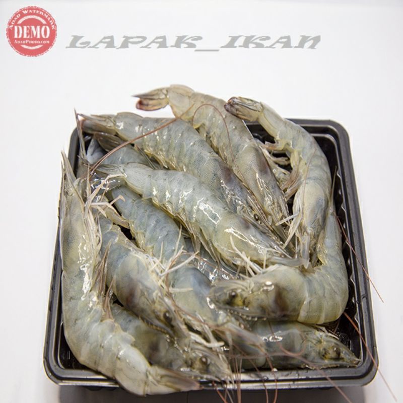 

Udang Segar Vaname Segar Fresh Bergaransi 65/70 Ekor