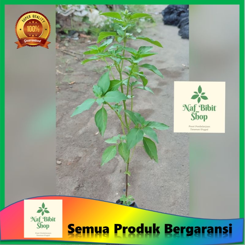 5pcs bibit kemangi siap tanam tanaman kemangi kualitas premium