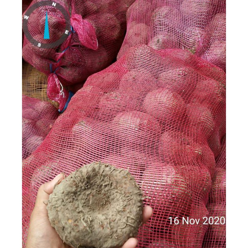 bibit umbi porang 1kg