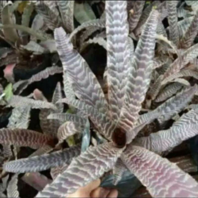 Tanaman Hias Cryptanthus Bromelia Tokek