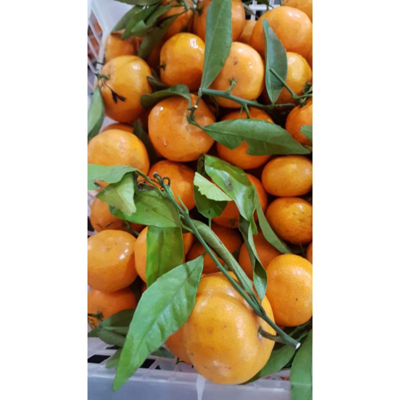 

jeruk mandarin /santang