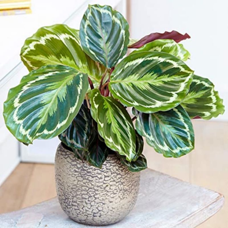 tanaman hias maranta Calathea veitchiana