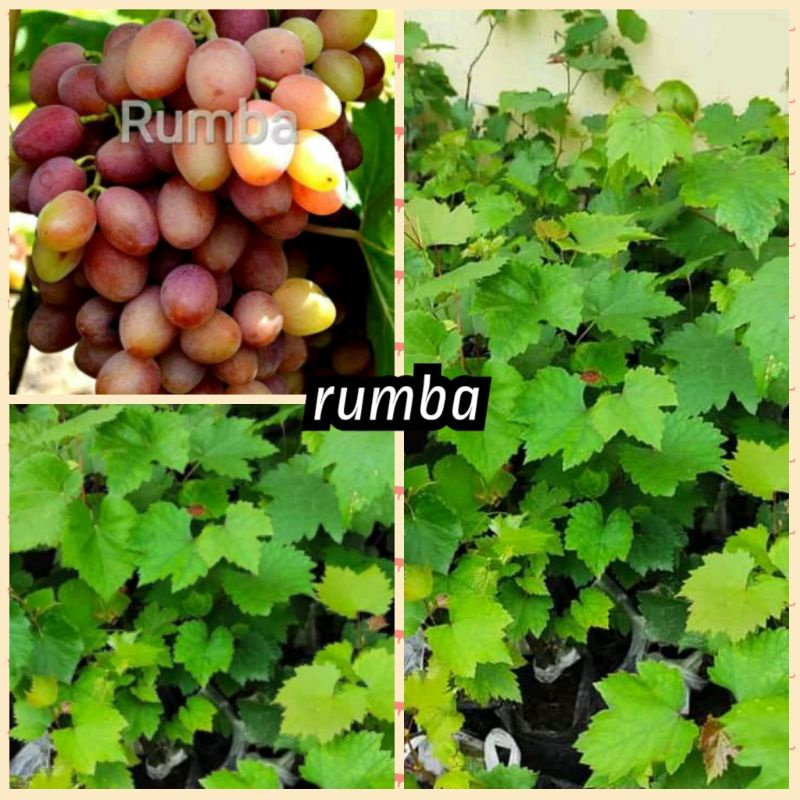 bibi anggur rumba import stek batang