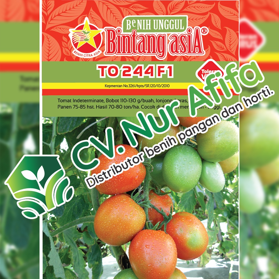Benih Tomat TO 244 F1 5 Gram