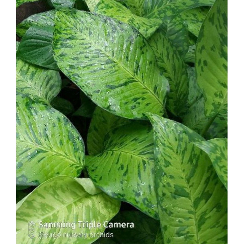 diven army jumbo diffen army blanceng army