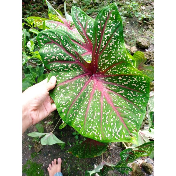 TANAMAN HIAS KELADI MERAH/ TALAS  BERDAUN MERAH BINTIK PUTIH