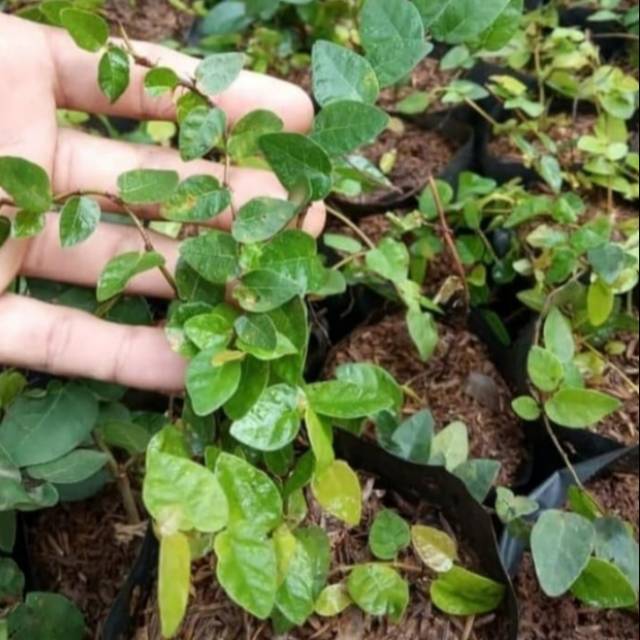 Tanaman Hias Rambat Dolar Kecil/Tanaman Rambat Dolar kecil