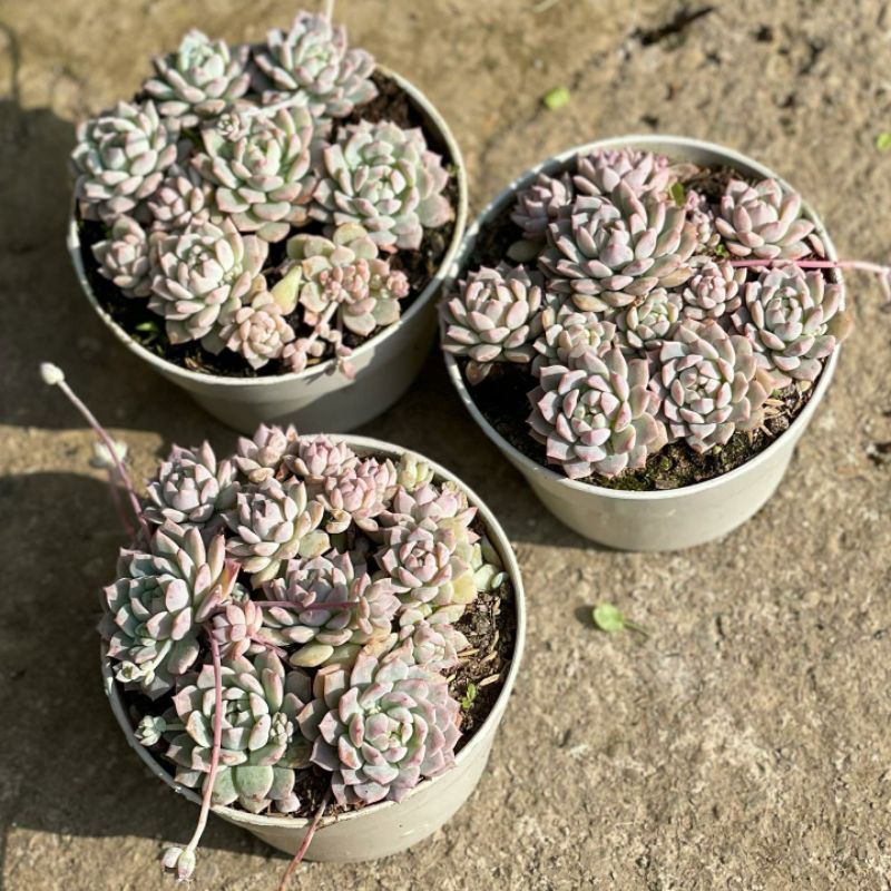 Sukulen Paket Echeveria Prolifica + Pot 15cm