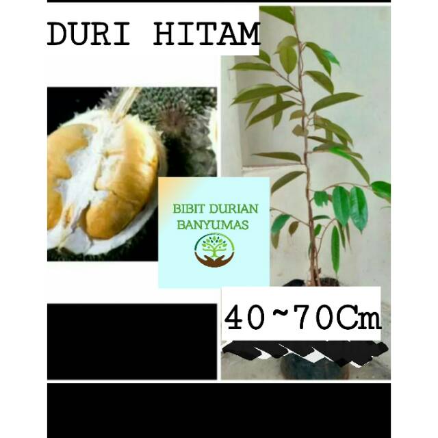 BIBIT DURIAN DURI HITAM ASLI BANYUMAS*BIBIT DURIAN ASLI BANYUMAS*BIBIT DURIAN DURI HITAM