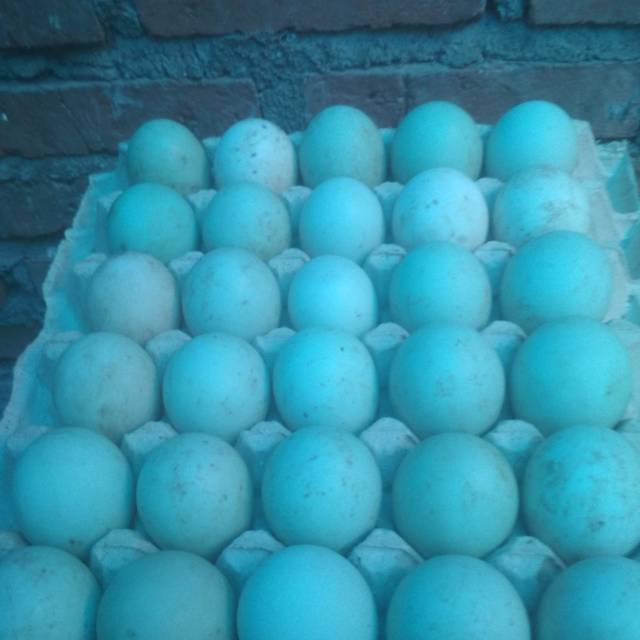 

Telur bebek
