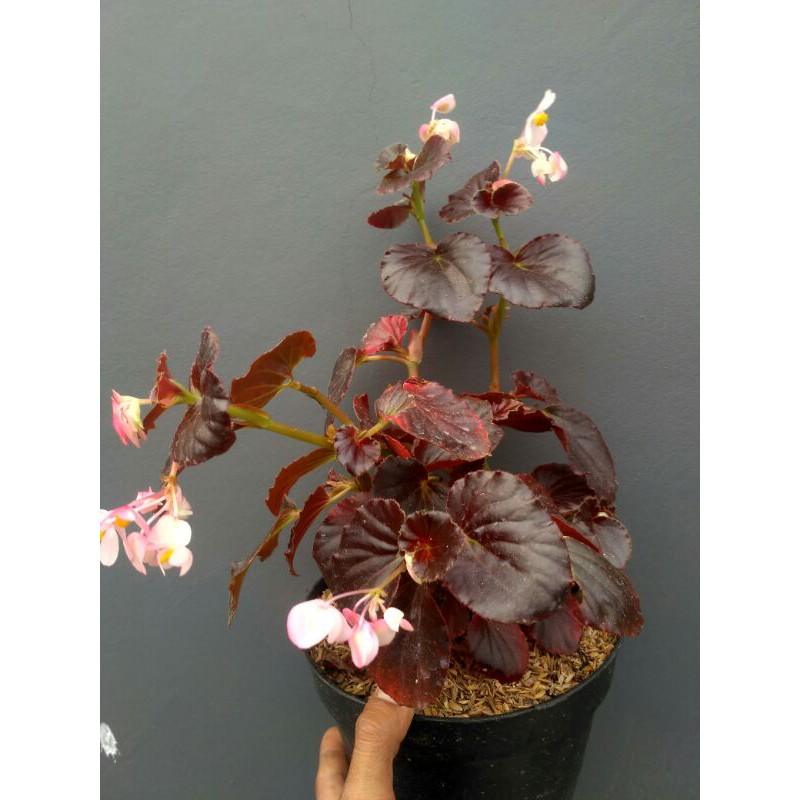 tanaman hias begonia bunga pink/ begonia pink