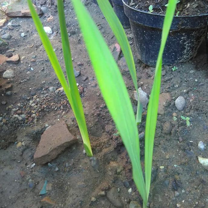 C4Ri Bibit Tanaman Bunga Saffron