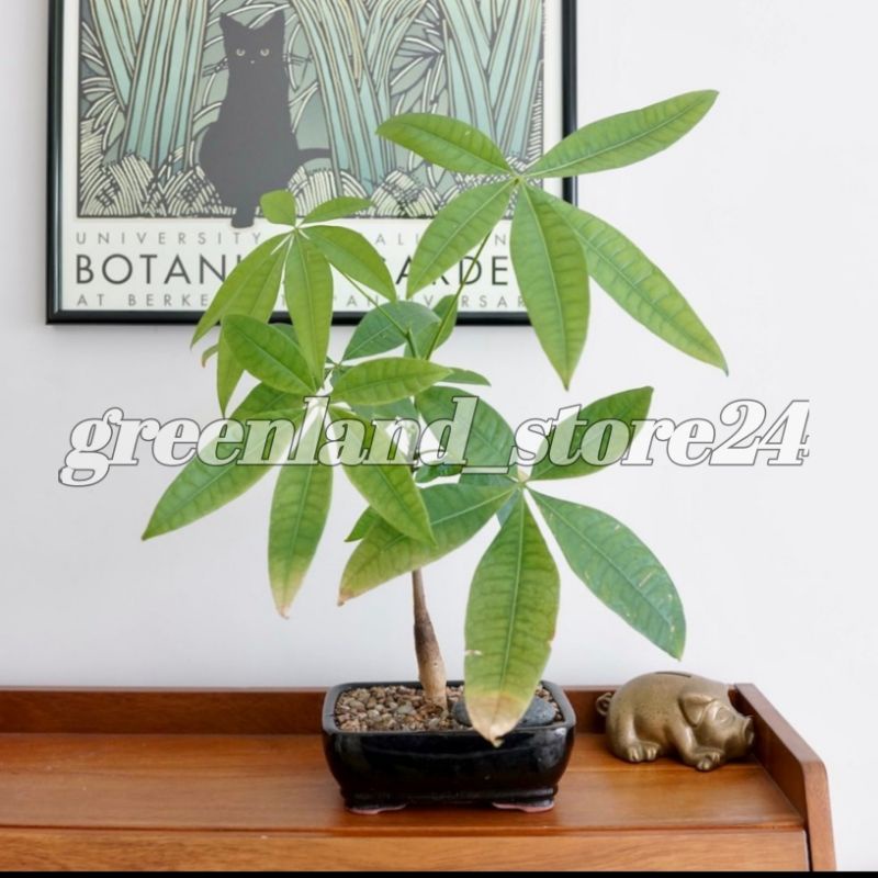 tanaman hias indoor pachira aquatica - pachira - tanaman money tree  - pohon pachira