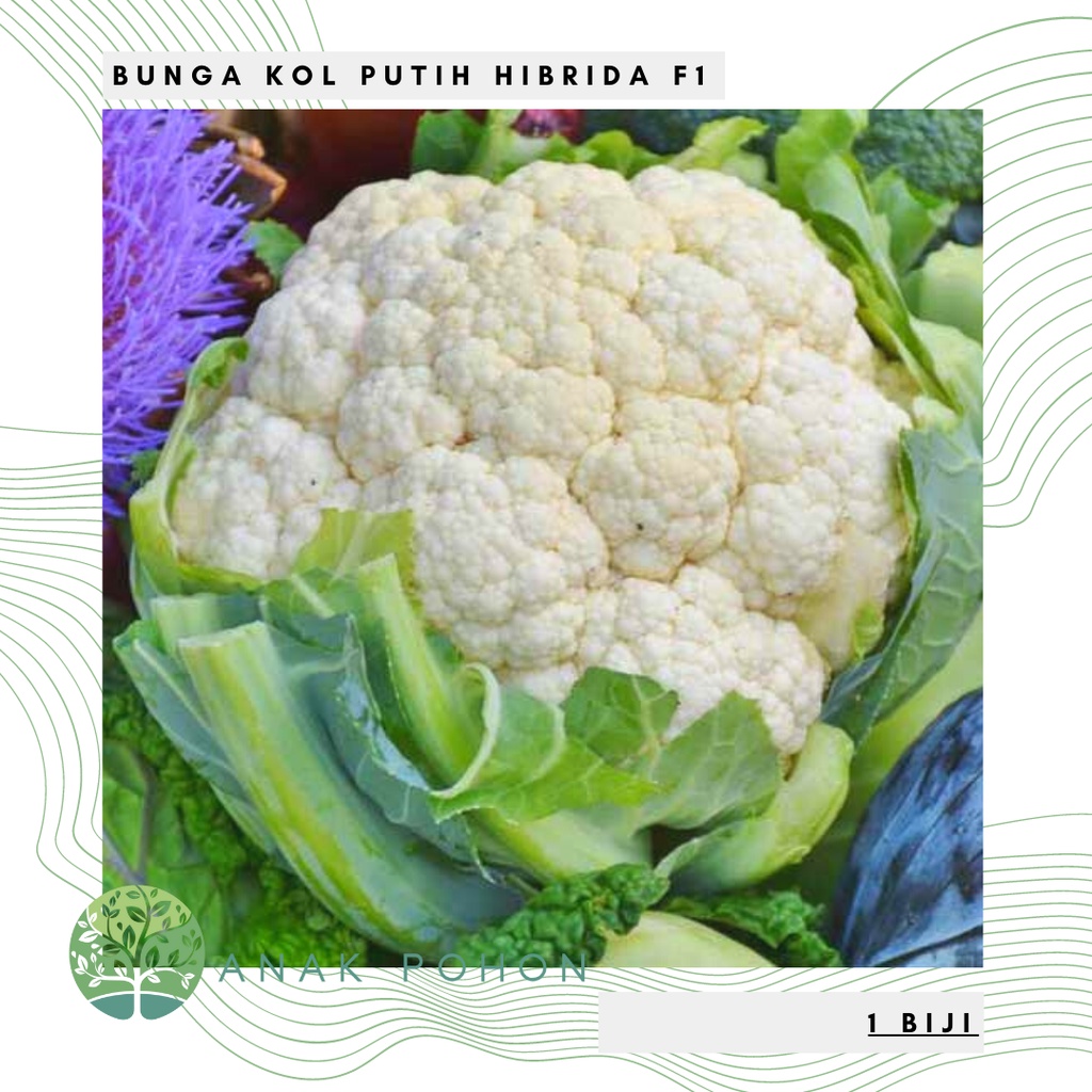 Jual Benih Bibit Biji Bunga Kembang Kol Cauliflower Bunga Kol Putih