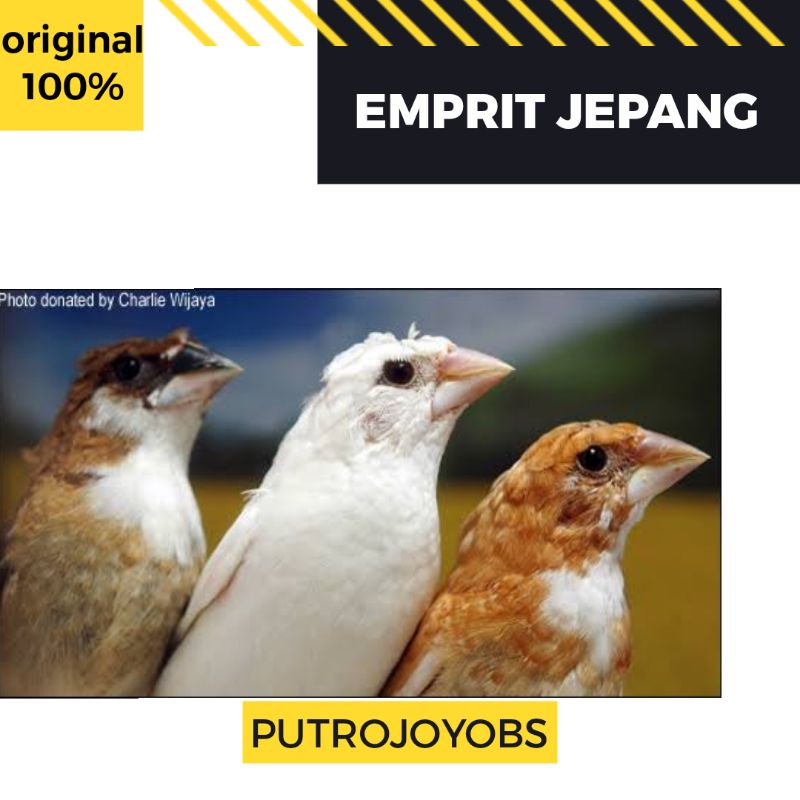 BURUNG EMJE EMPRIT BONDOL JEPANG bukan gelatik zebra finch