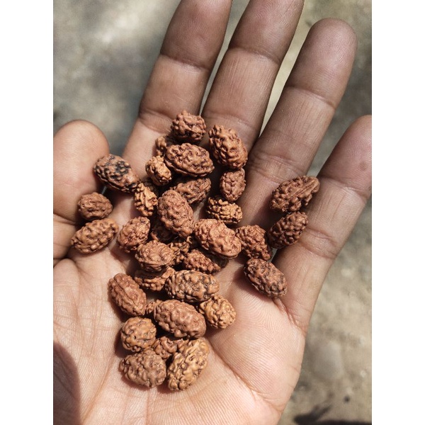 rudraksha mukhi 2 original