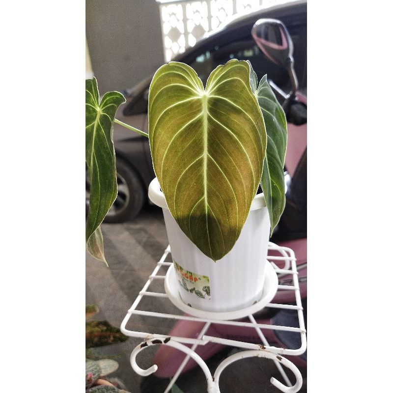 Philodendron Melano Crysum daun Besar