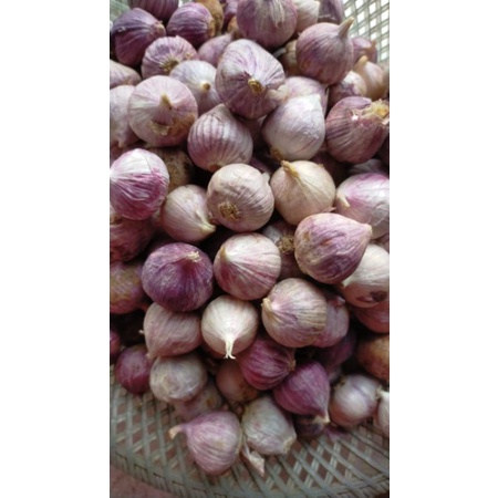 

Bawang Putih Tunggal IMPORT! 500G Gram FRESH!!!