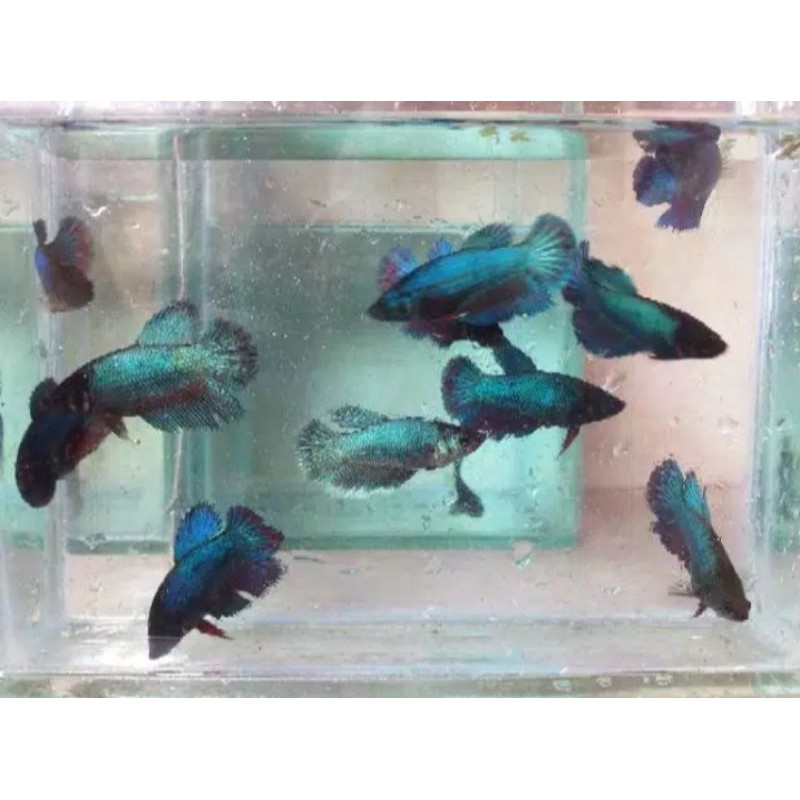 Cupang Betina Halfmoon