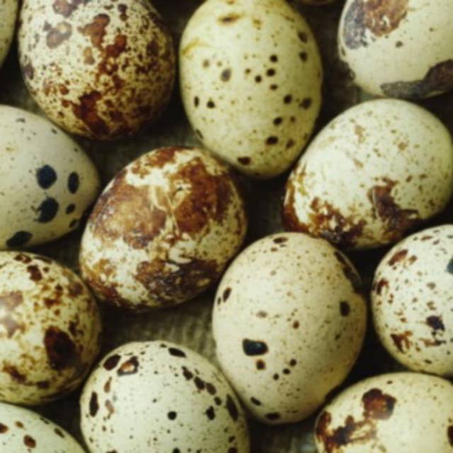 

Telur puyuh matang