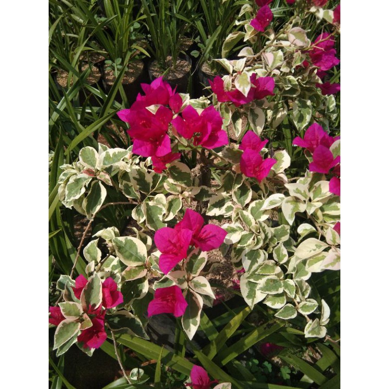 tanaman hias bugenvil merah fanta