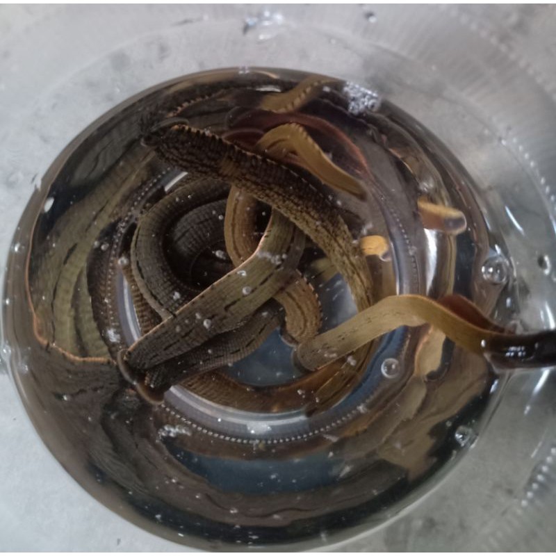 Lintah hidup lintah terapi(steril) minimal pembelian 15 ekor 