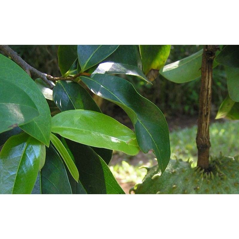 

DAUN sirsak