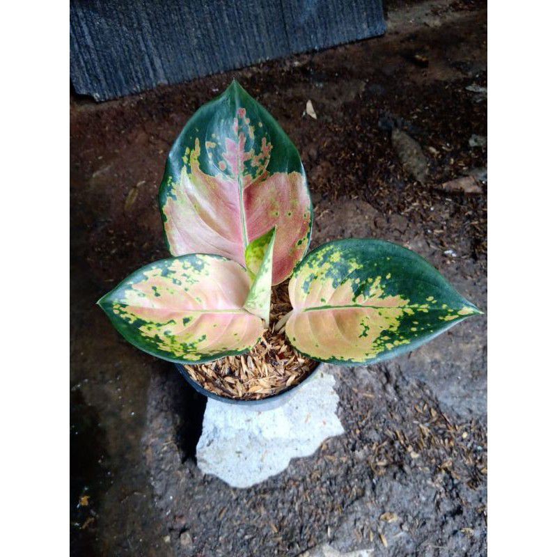MURAH Aglonema sultan brunei anakan-bby sultan brunei