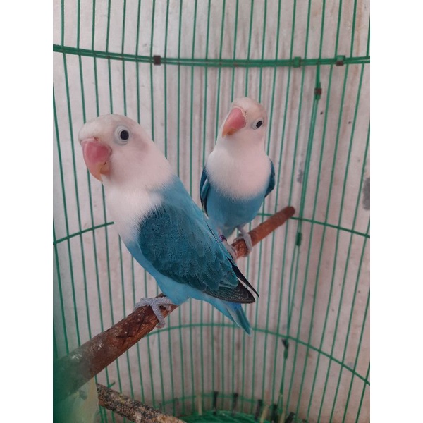 lovebird  biola blue sepasang