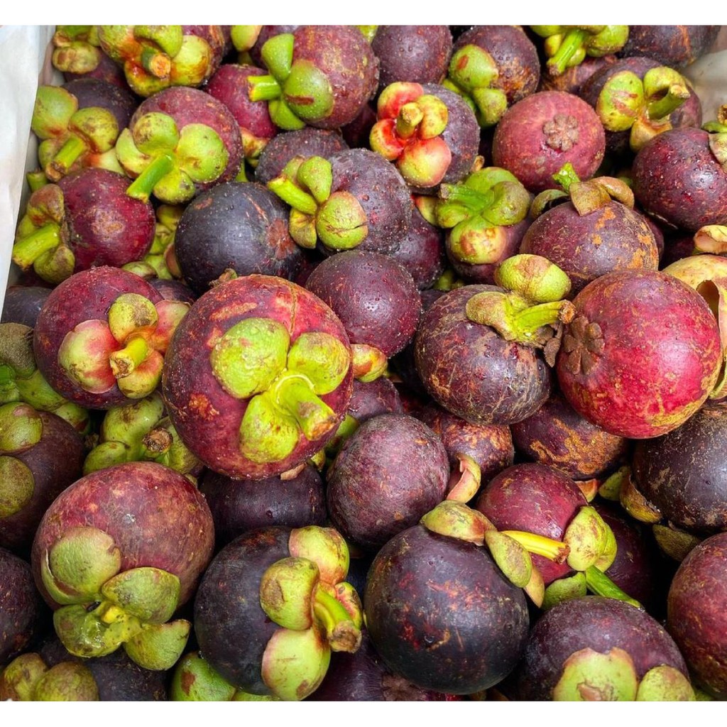

Buah Manggis Padang