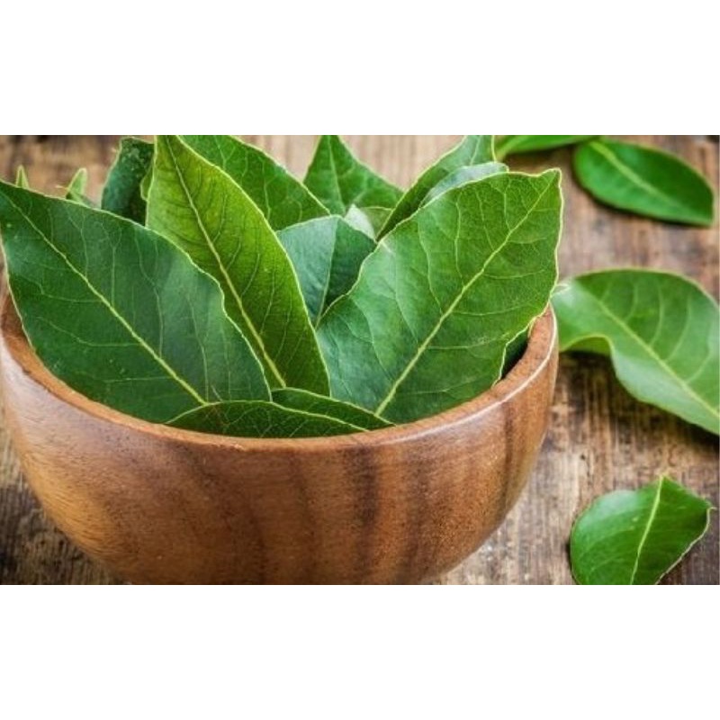 

Daun Alpukat Segar 1kg Daun Alpukat Fresh langsung petik