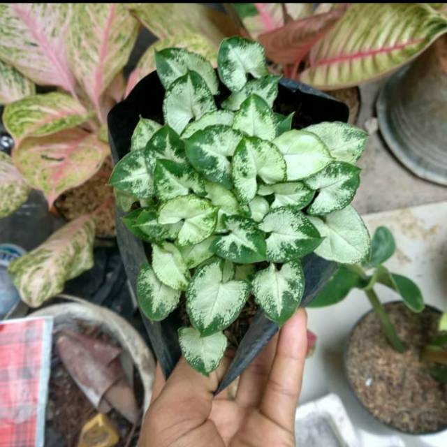 Tanaman Hias Syingonium mini - Syingonium liliput