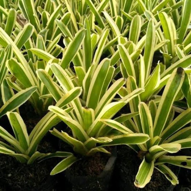 Tanaman Hias Bromeliad Neoregelia